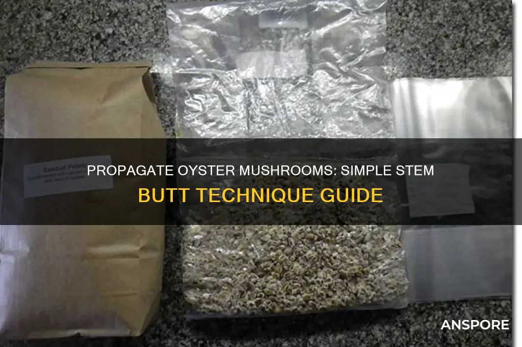 how to propagate oyster mushrooms by stem butt