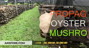 Propagating Oyster Mushrooms: A Step-by-Step Guide