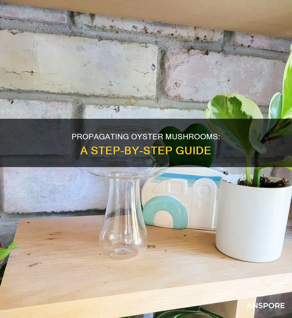 how to propagate oyster mushrooms