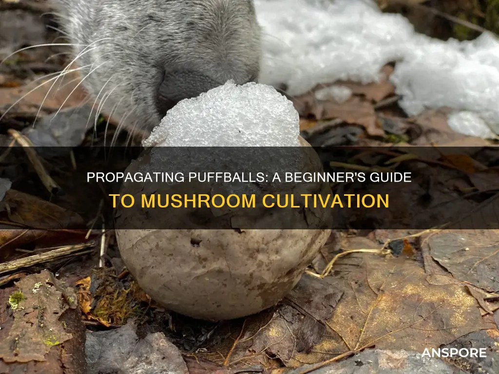 how to propagate puffball mushrooms