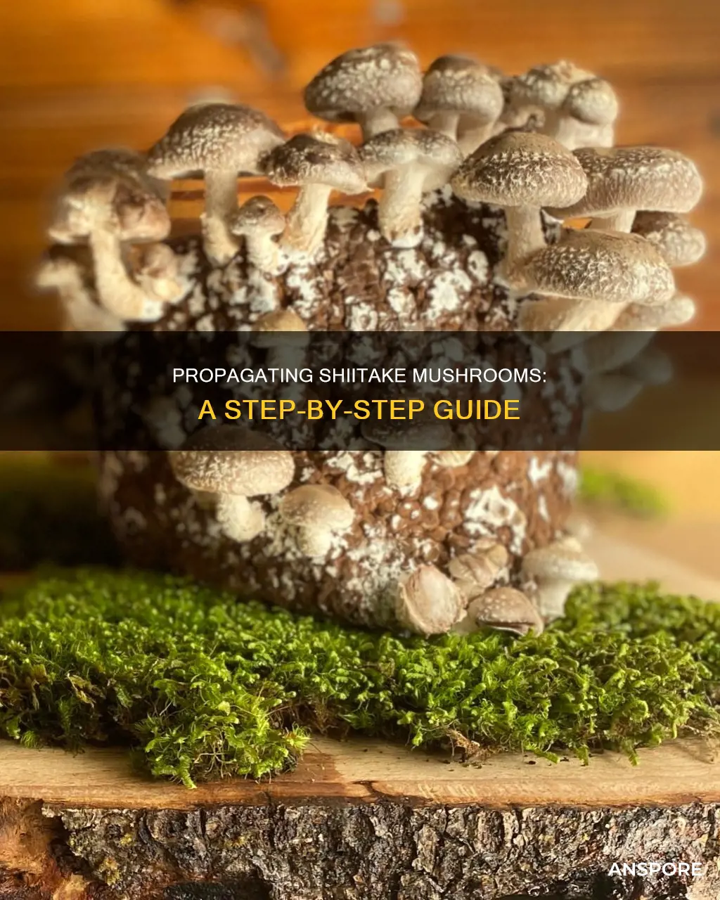 how to propagate shiitake mushrooms