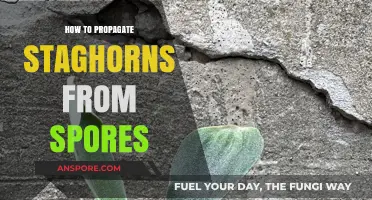 Mastering Staghorn Fern Propagation: A Step-by-Step Spore Guide