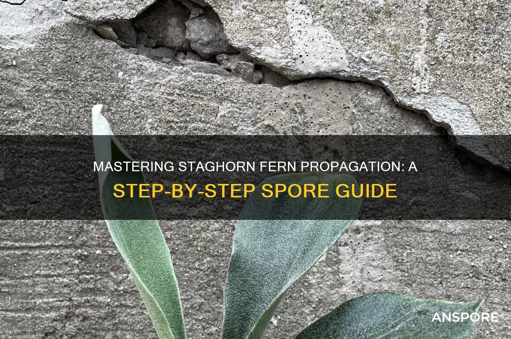 how to propagate staghorns from spores