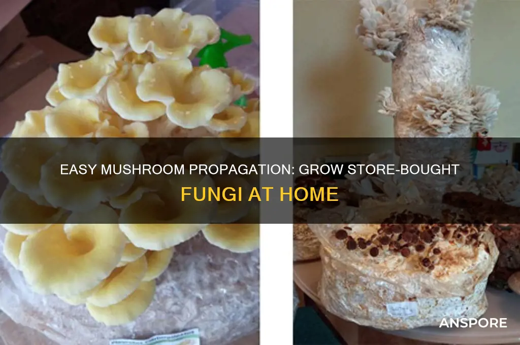 how to propagate store bought mushrooms