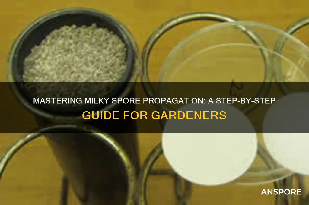 how to propergate millky spors