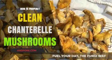 Mastering the Art of Cleaning Chanterelle Mushrooms: A Step-by-Step Guide