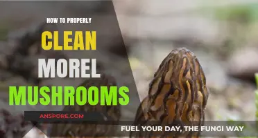 Mastering Morel Mushroom Cleaning: A Step-by-Step Guide to Perfection