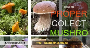 Mushroom Picking: A Guide to Proper Collection Techniques