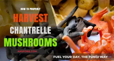 Mastering the Art of Harvesting Chanterelle Mushrooms: A Step-by-Step Guide