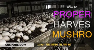 Harvesting Mushrooms: A Step-by-Step Guide to Success