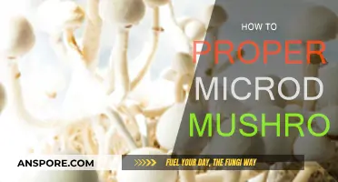 Microdosing Mushrooms: A Safe and Effective Guide