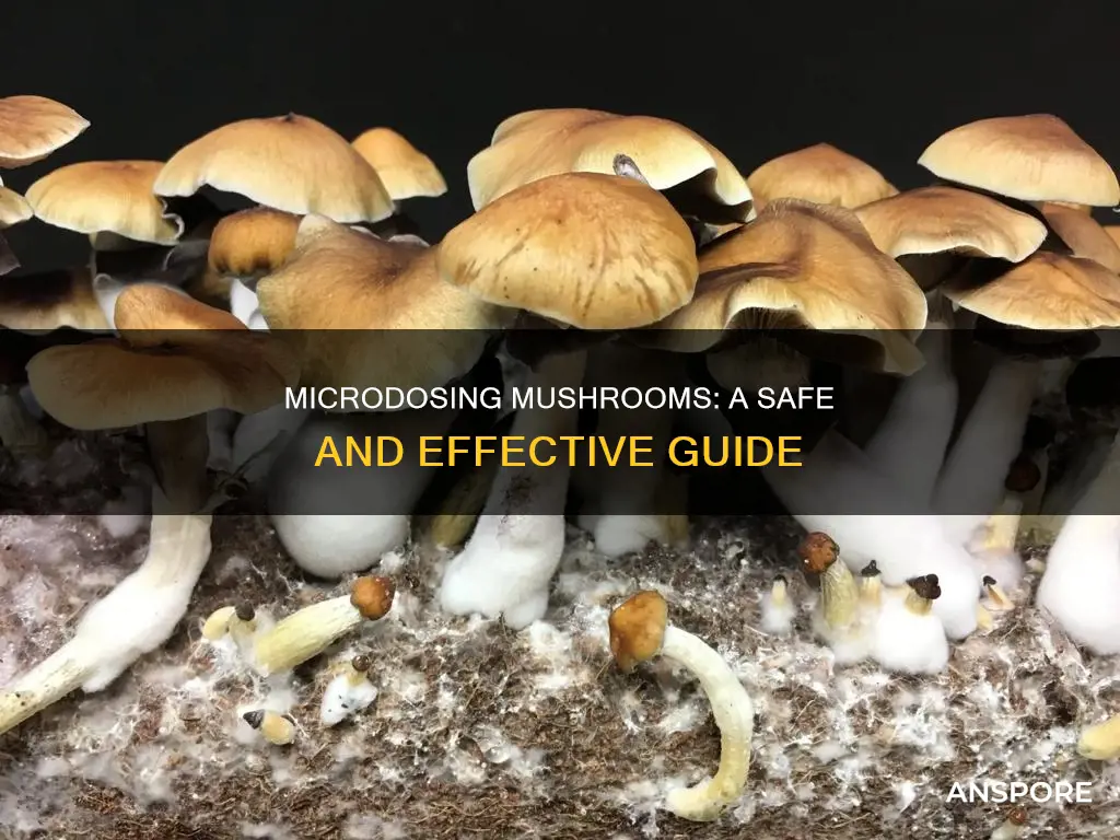 how to properly microdose mushrooms