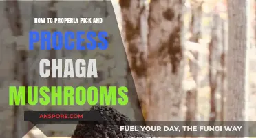 Mastering Chaga Harvesting: Expert Tips for Picking and Processing Mushrooms