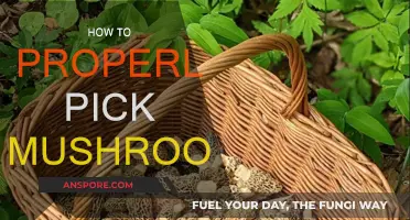 Mushroom Picking: A Guide to Foraging Safely