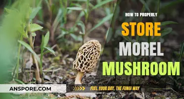 Mastering Morel Storage: Tips for Preserving Freshness and Flavor