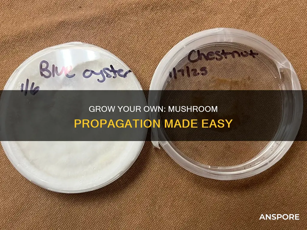 how to propigate mushrooms