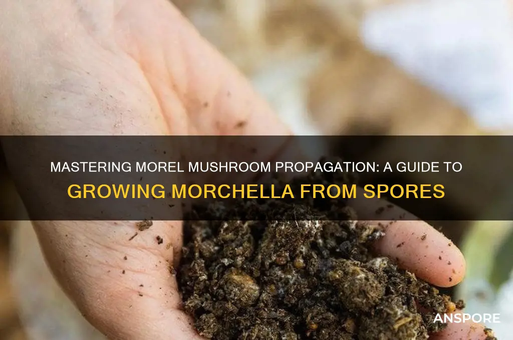 how to propogate mushrooms from spores morel morchella