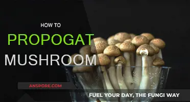 Mushroom Propagation: A Step-by-Step Guide to Success