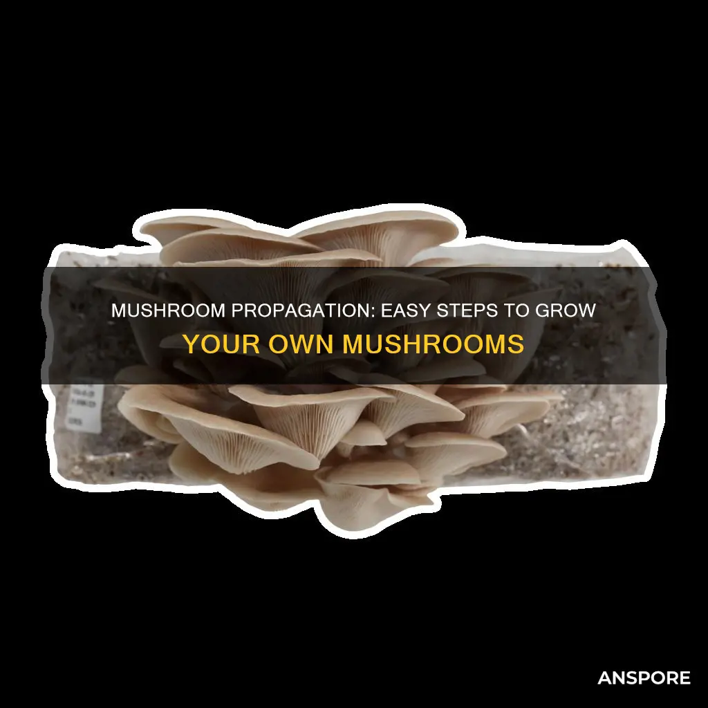 how to propograte mushrooms