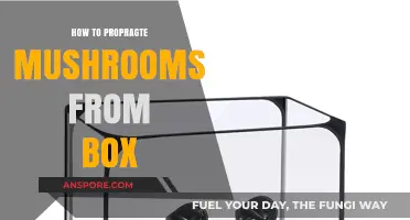 Master Mushroom Propagation: Simple Steps to Grow from a Box