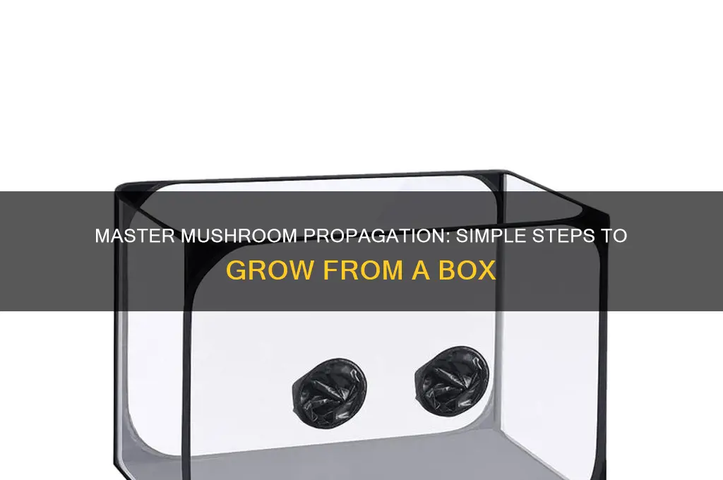 how to propragte mushrooms from box