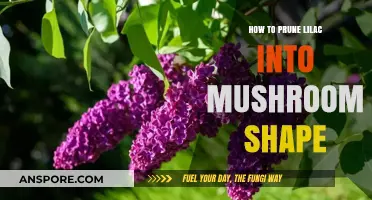 Pruning Lilacs into Mushroom Shapes: A Step-by-Step Guide