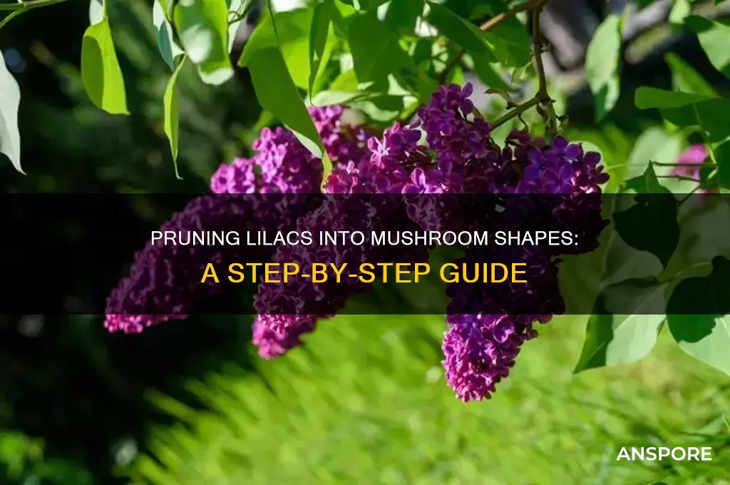 how to prune lilac into mushroom shape
