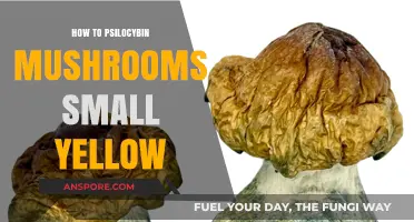 Growing Small Yellow Psilocybin Mushrooms: A Beginner's Guide