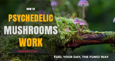 Psychedelic Mushrooms: How Do They Work?