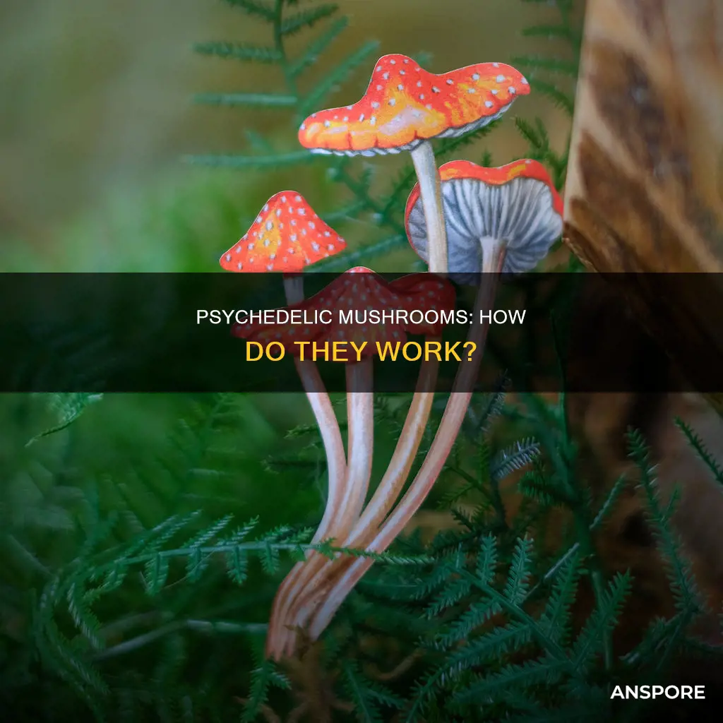 how to psychedelic mushrooms work
