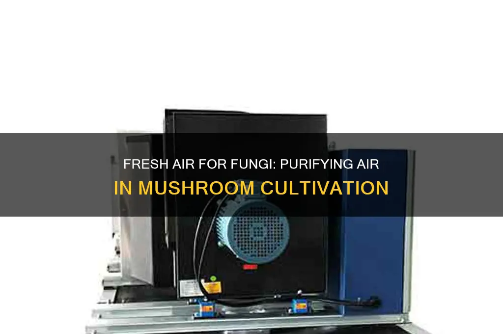 how to pull in and purify fresh air mushroom cultivation