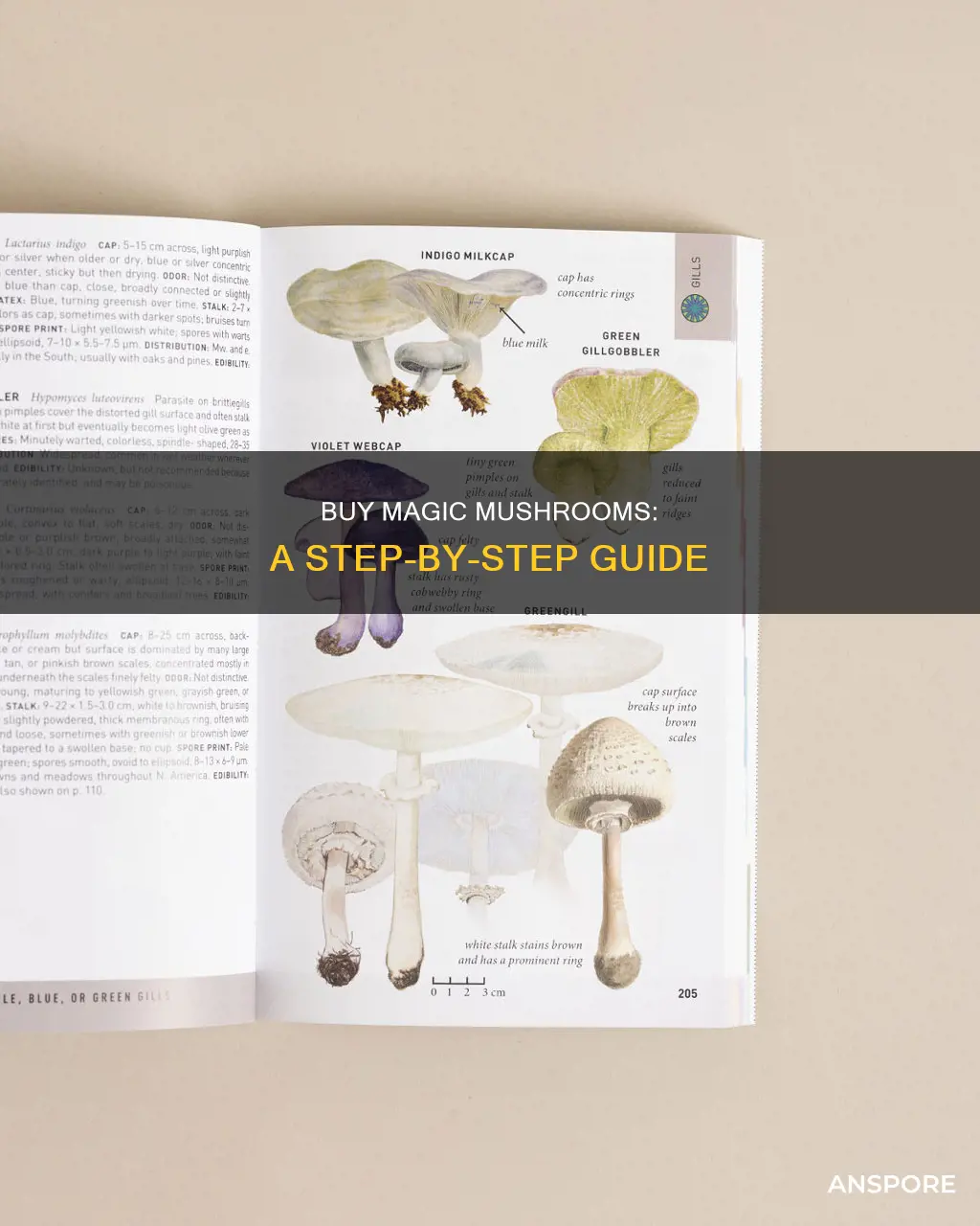 how to purchase psychedelic mushroom