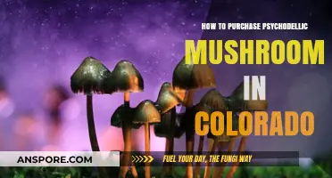 Buying Psychedelic Mushrooms in Colorado: A Legal and Safe Guide