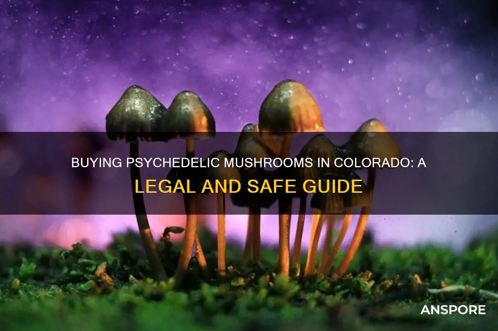 how to purchase psychodellic mushrooms in colorado