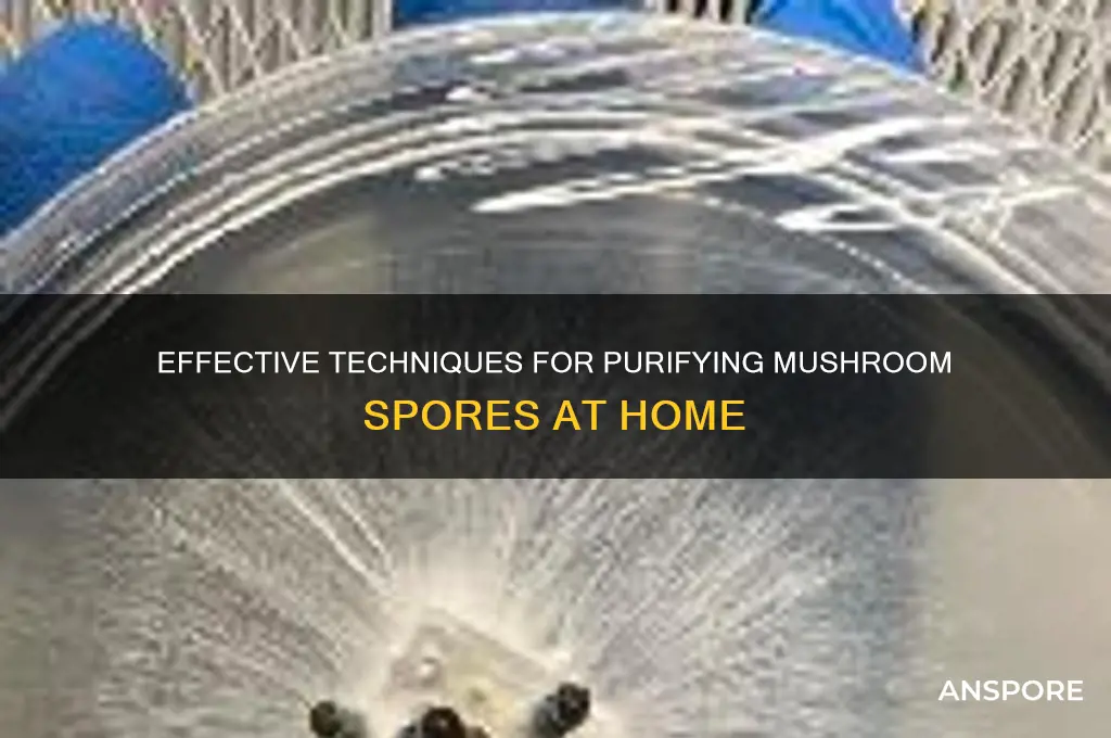 how to purify spores from mushrooms