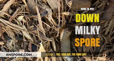 Effective Milky Spore Application: A Step-by-Step Guide for Lawn Grubs