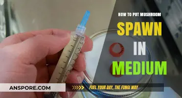 Mastering Mushroom Cultivation: A Guide to Inoculating Spawn into Medium