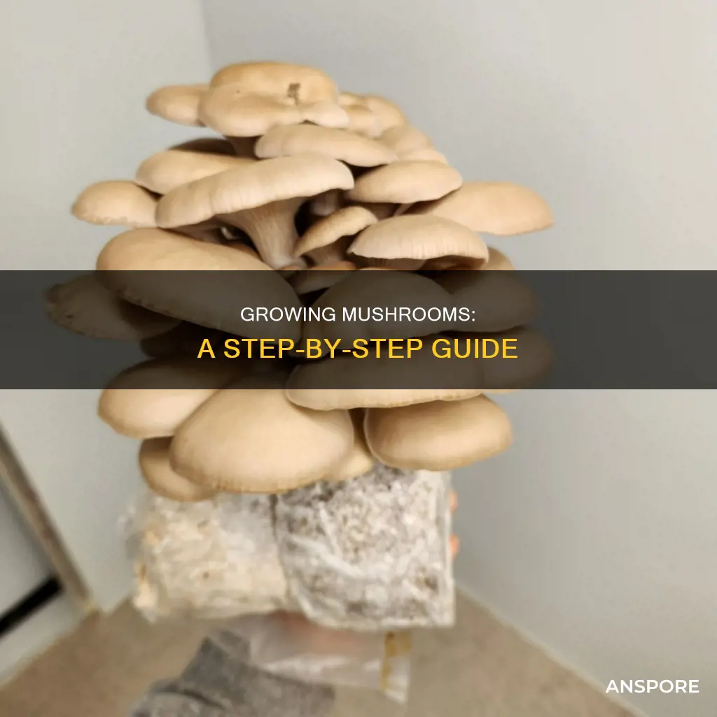how to put up mushrooms