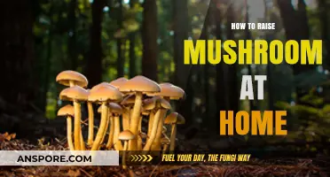 Easy Steps to Grow Your Own Mushrooms at Home