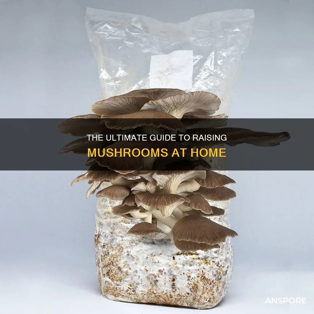 how to raise mushroom