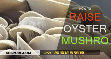 Grow Oyster Mushrooms: A Step-by-Step Guide