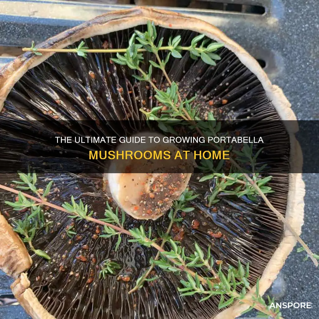 how to raise portabella mushrooms