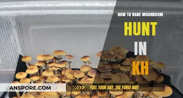 Exploring Cambodia's Forests: A Guide to Rare Mushroom Hunting in KH