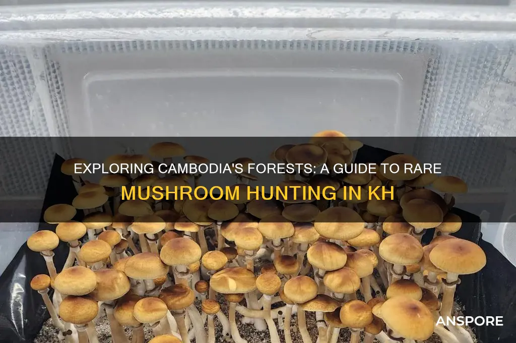 how to rare mushroom hunt in kh
