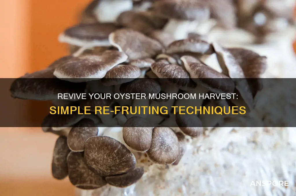 how to re fruit oyster mushrooms