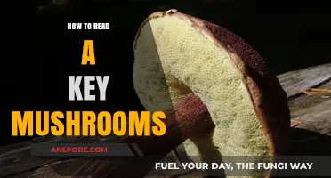 Mastering Mushroom Identification: A Beginner's Guide to Reading Key Fungi
