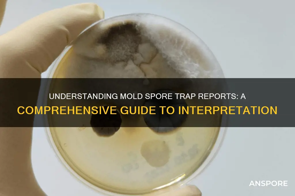 how to read a mold spore trap report