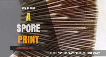 Mastering Mushroom Identification: A Beginner's Guide to Reading Spore Prints