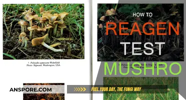 Identifying Mushrooms: Reagent Testing for Safety