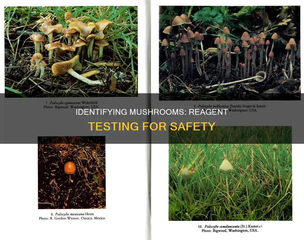 how to reagent test mushroom